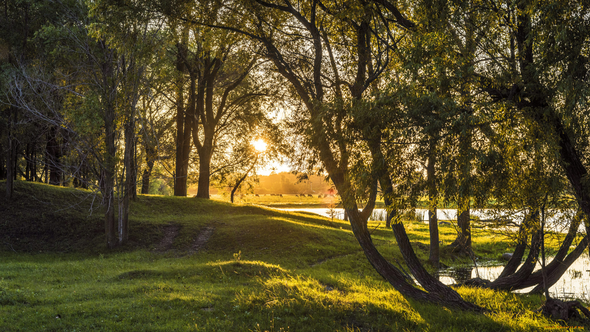 природа, реки, озера, река, лес