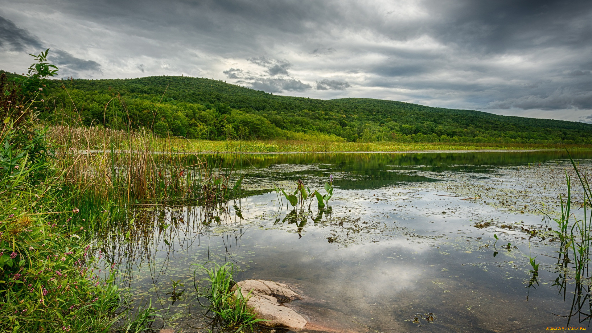 природа, реки, озера, река, лес