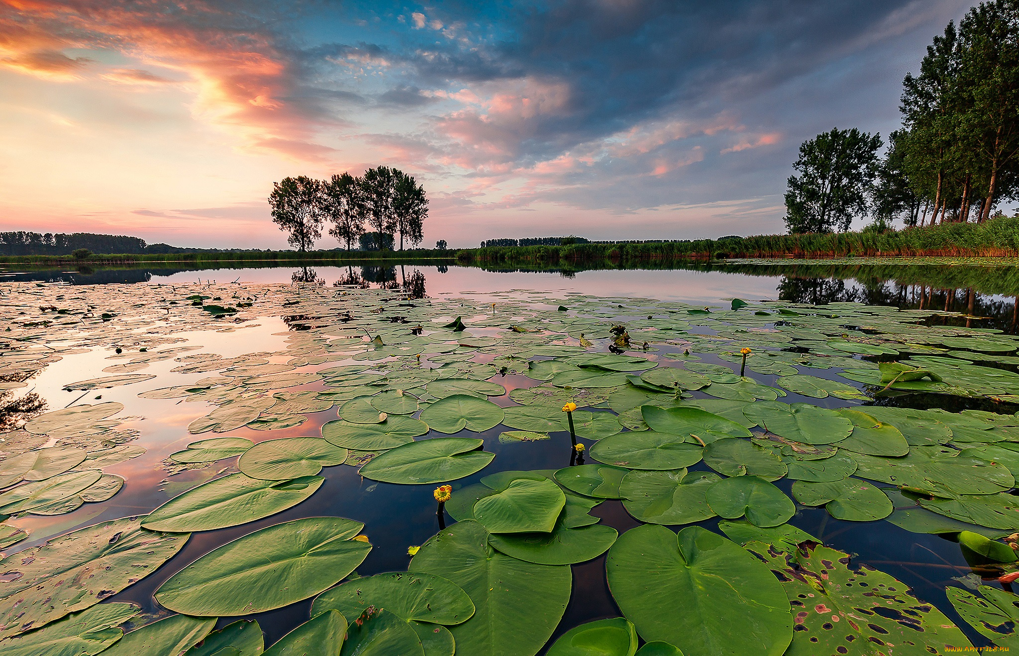 природа, реки, озера, река, лес