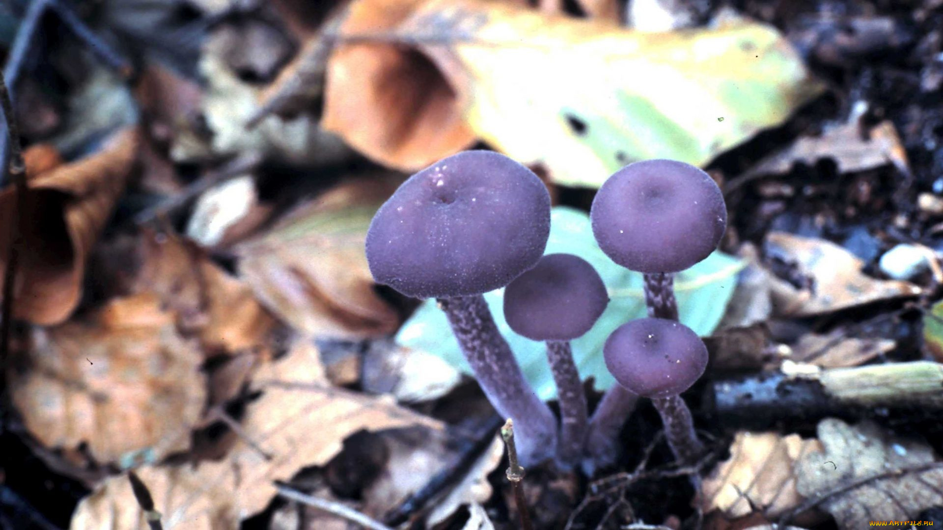природа, грибы, фиолетовый