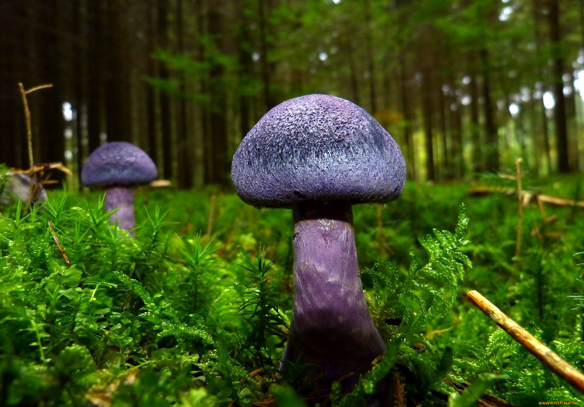 природа, грибы, гриб, синий