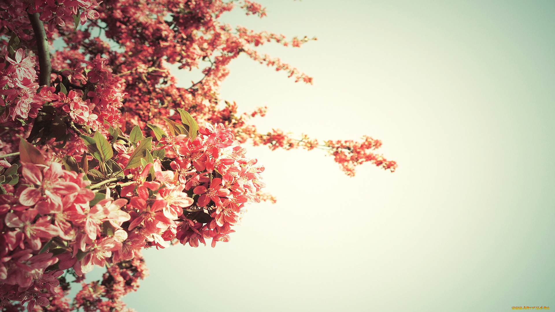цветы, цветущие, деревья, , , кустарники, весна