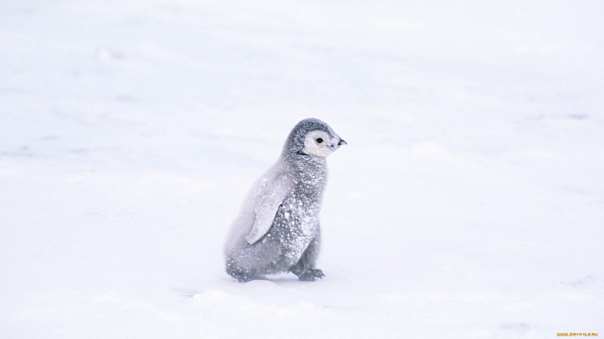животные, пингвины, пингвиненок, снег