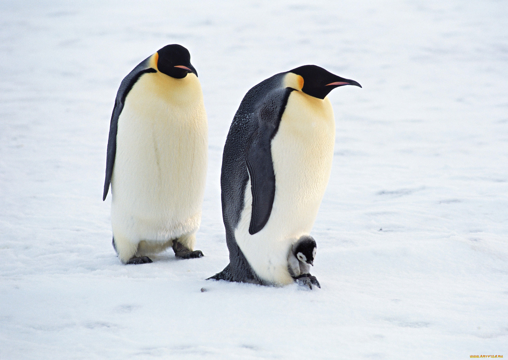 животные, пингвины, пингвиненок, пара, лед, снег