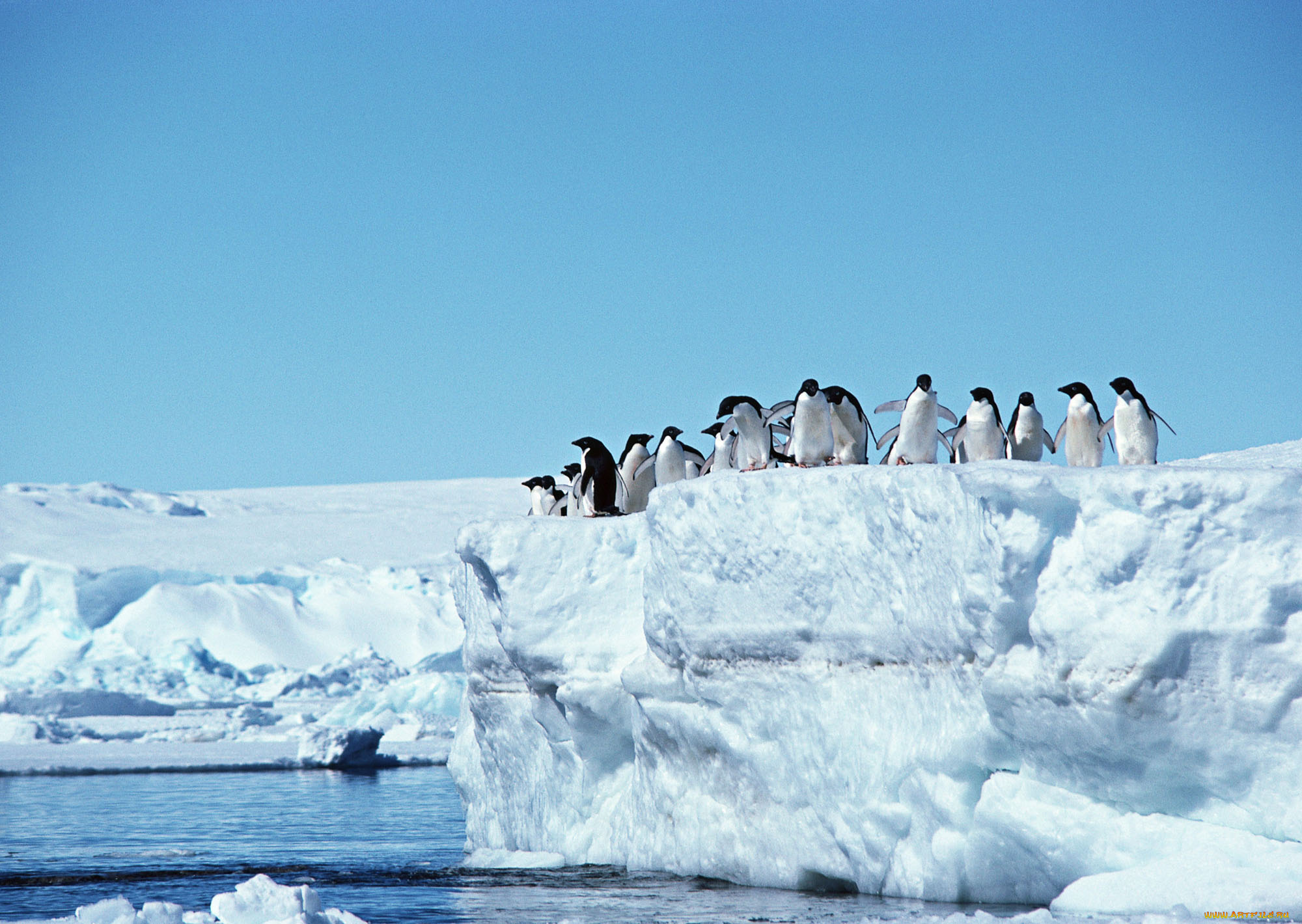 животные, пингвины, прыжок, стая, вода, лед