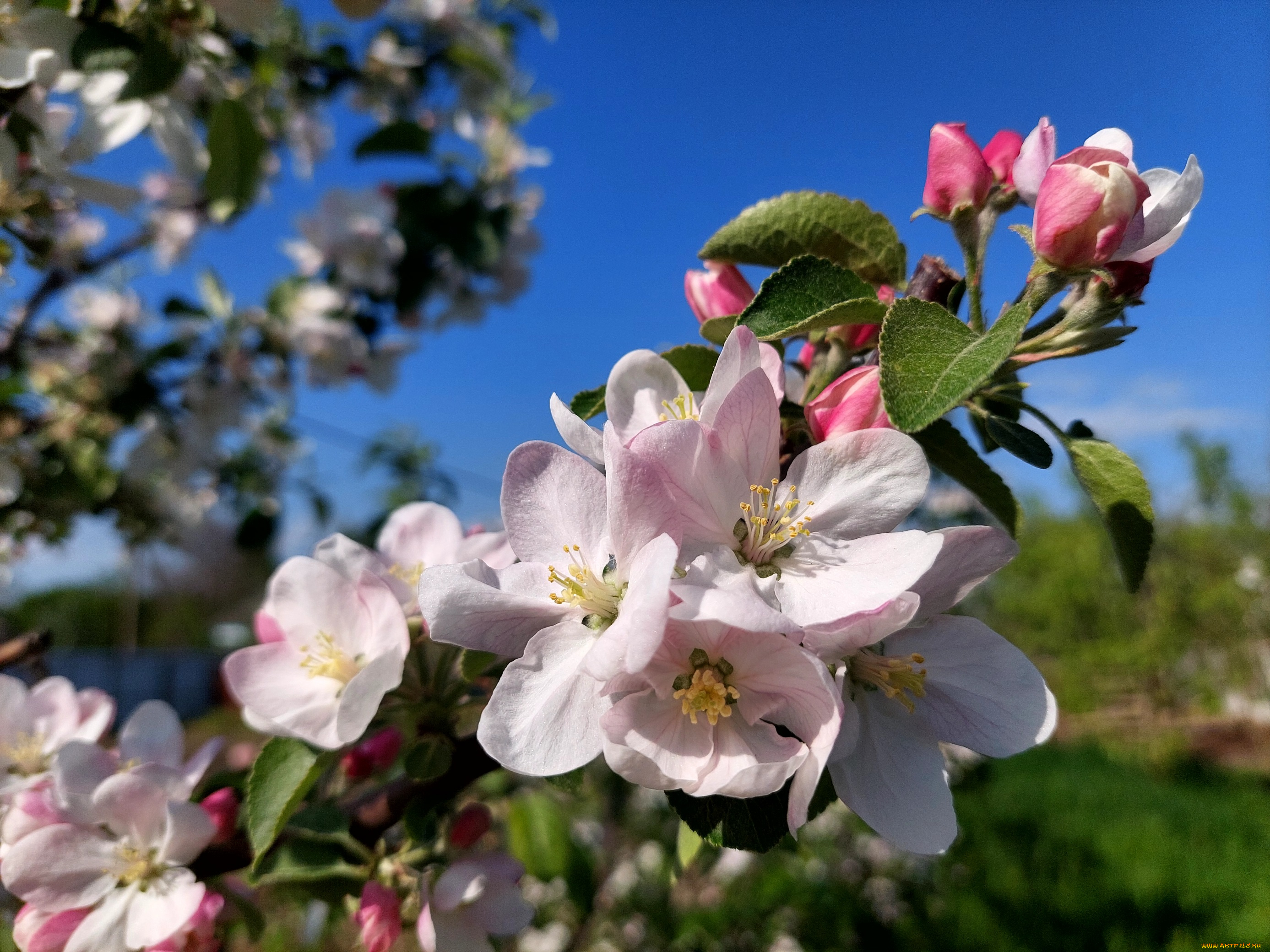 цветы, цветущие, деревья, , , кустарники, яблоня, цветение, весна, 2022