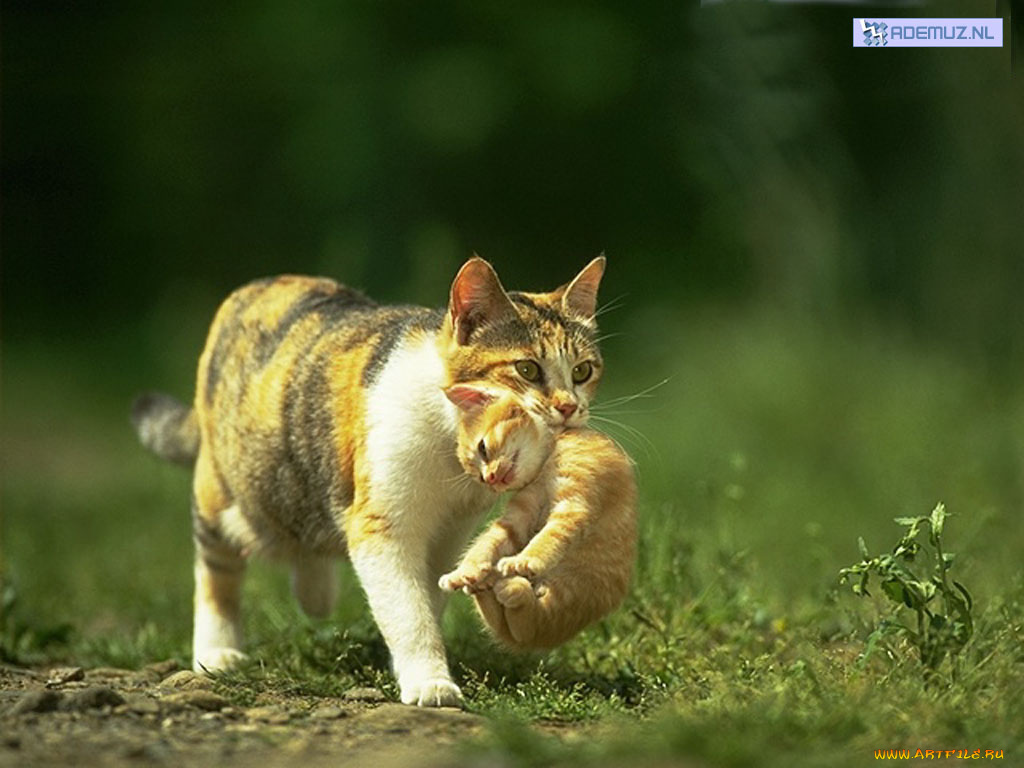 животные, коты