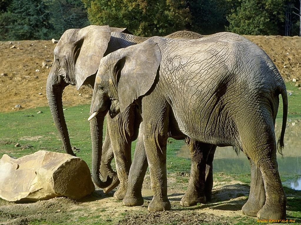 животные, слоны