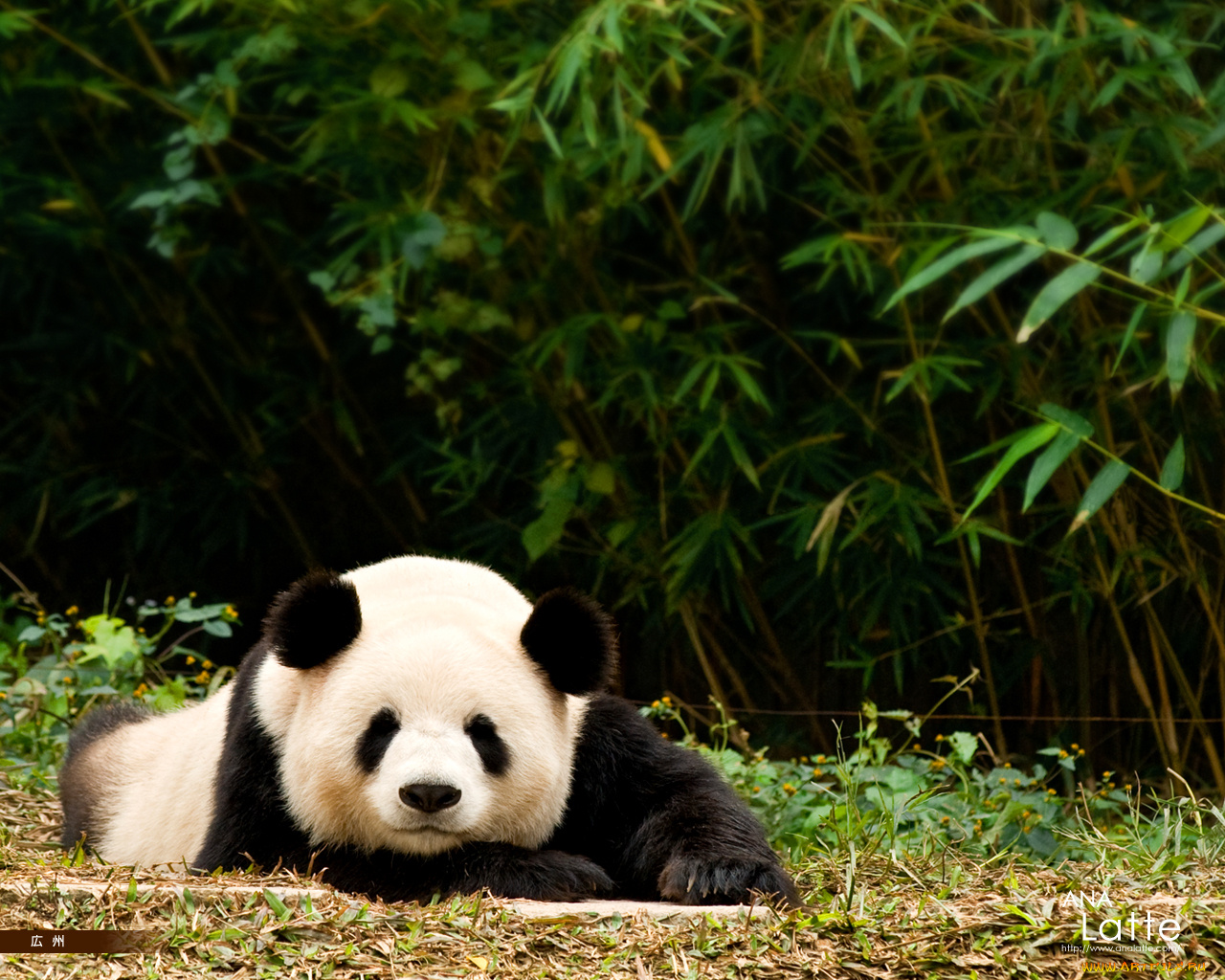 Панда. Панда бамбуковый медведь. Панда символ Китая. Панда бамбуковый мишка. Очковая Панда.
