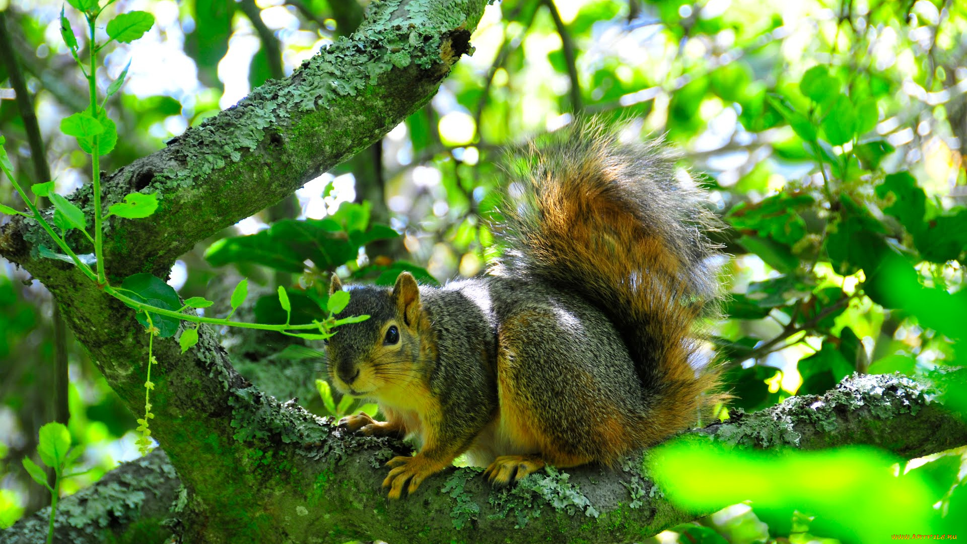 животные, белки, squirrel