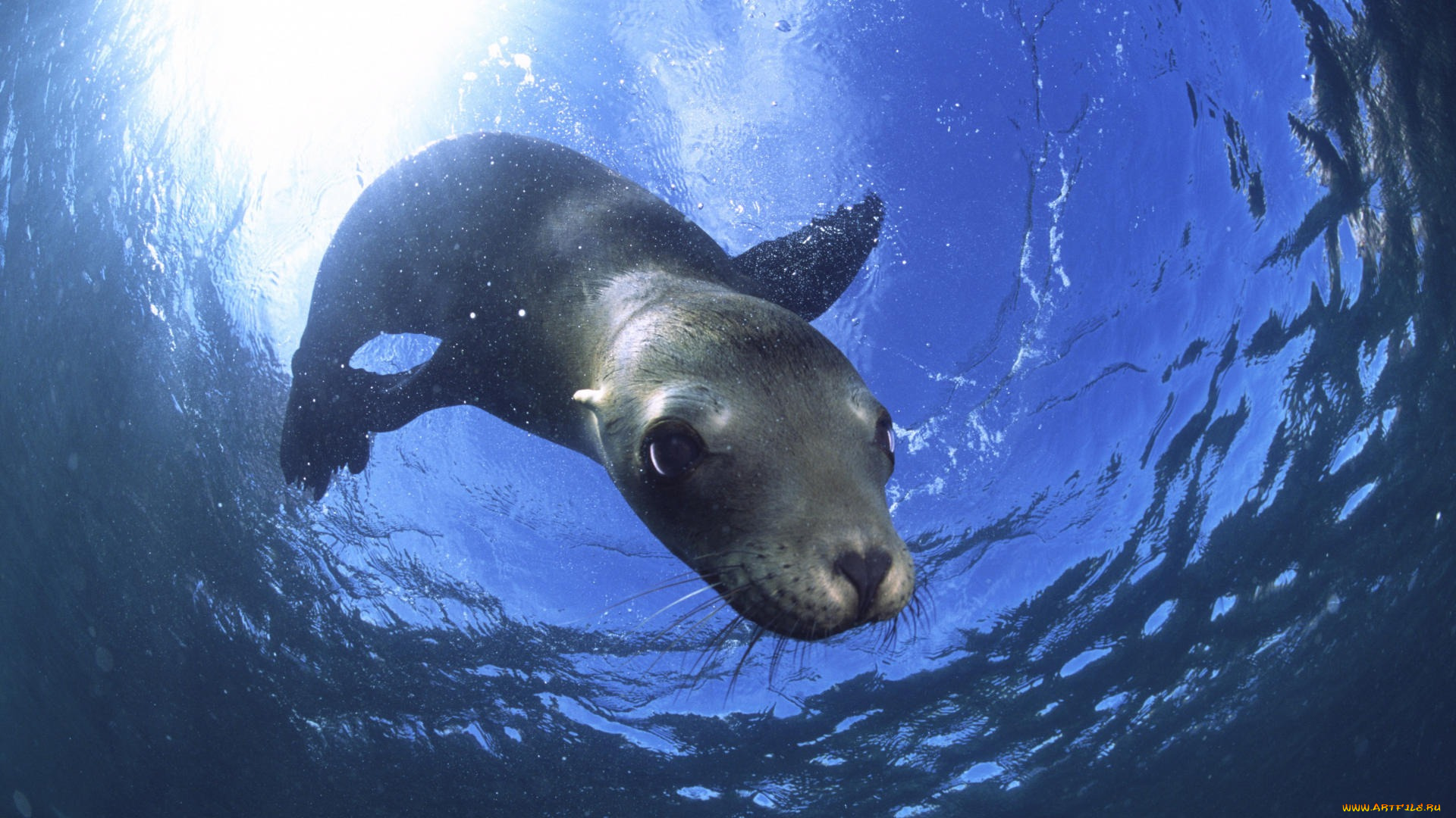 животные, тюлени, морские, львы, котики, тюлень, под, водой, любопытный