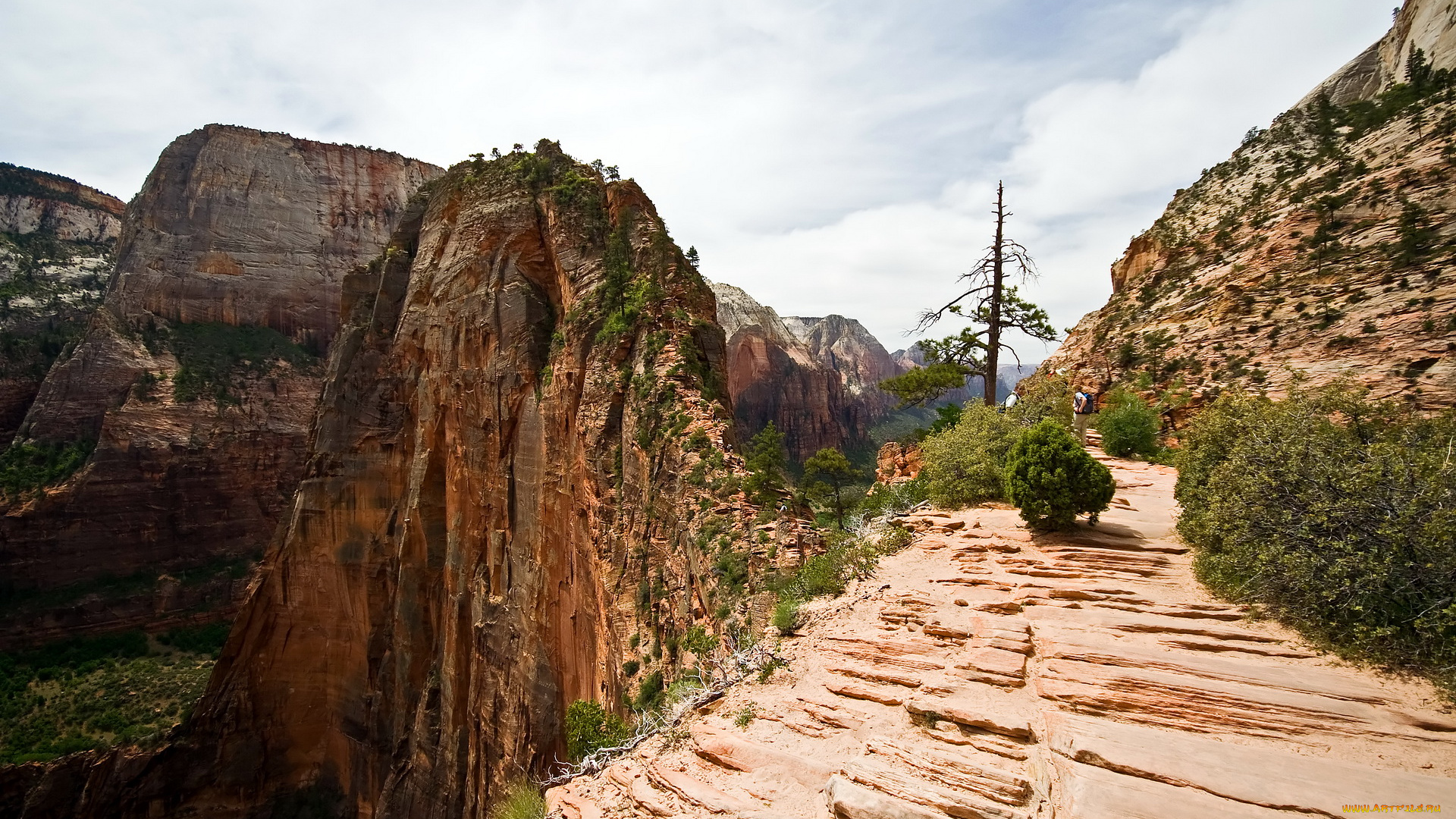 zion, national, park, usa, utah, природа, горы, кусты, дорожка