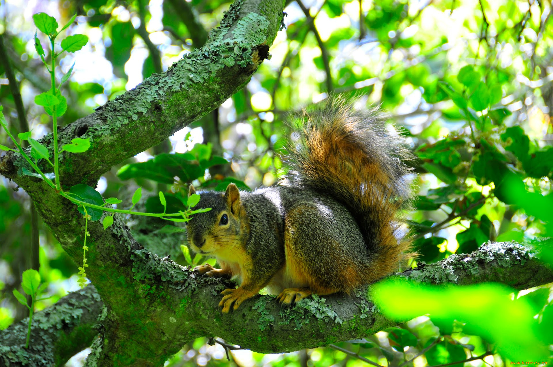 животные, белки, squirrel