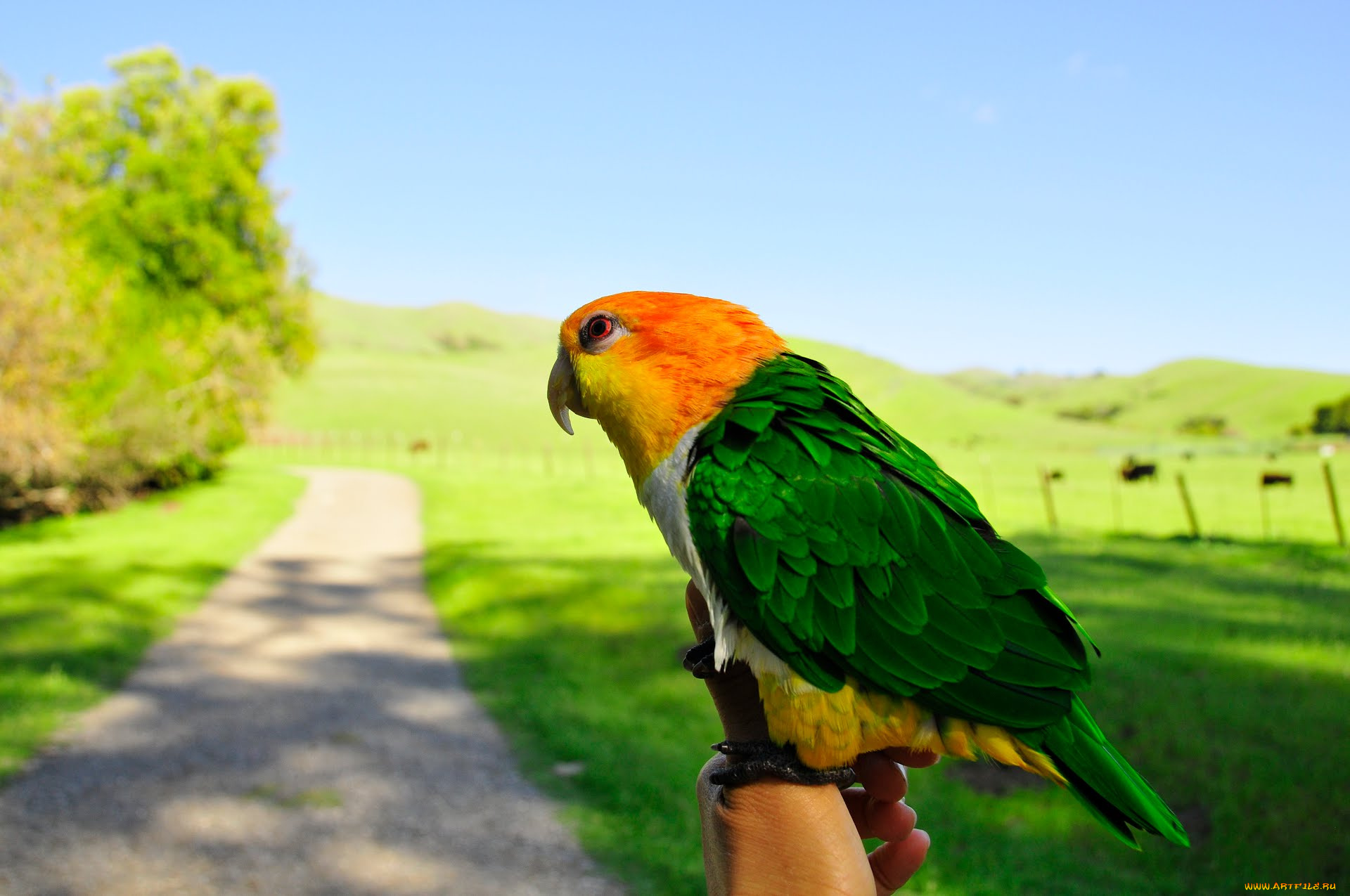 Зеленый попугай на зеленом фоне бесплатно