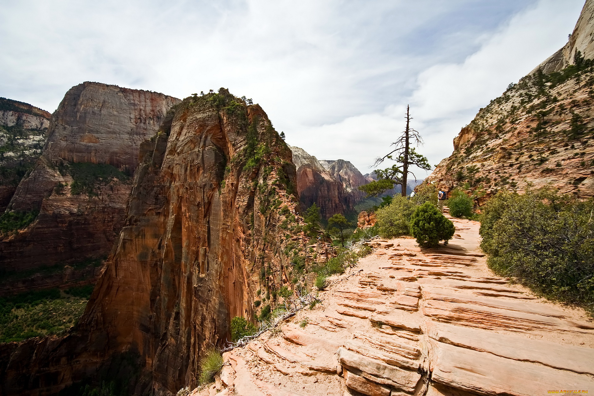 zion, national, park, usa, utah, природа, горы, кусты, дорожка