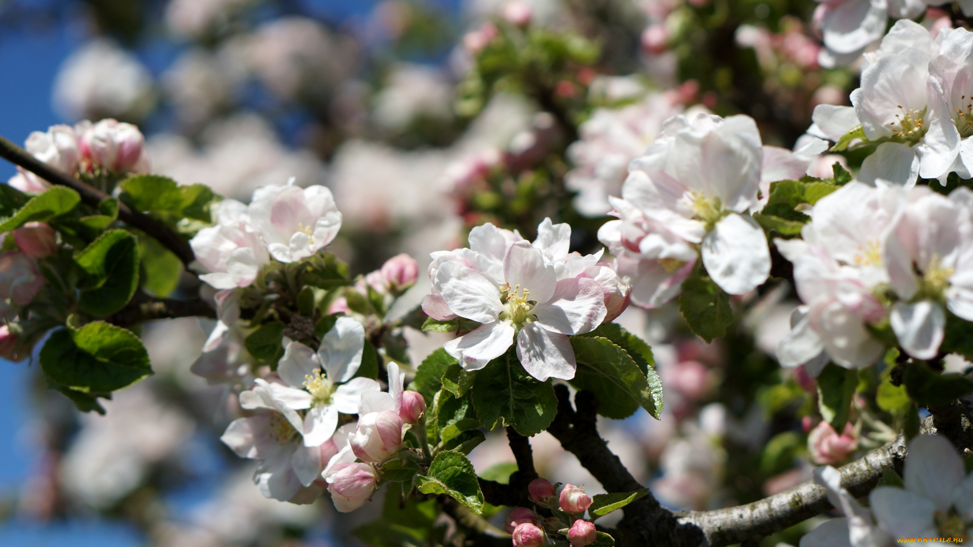 цветы, цветущие, деревья, кустарники, яблоня, весна