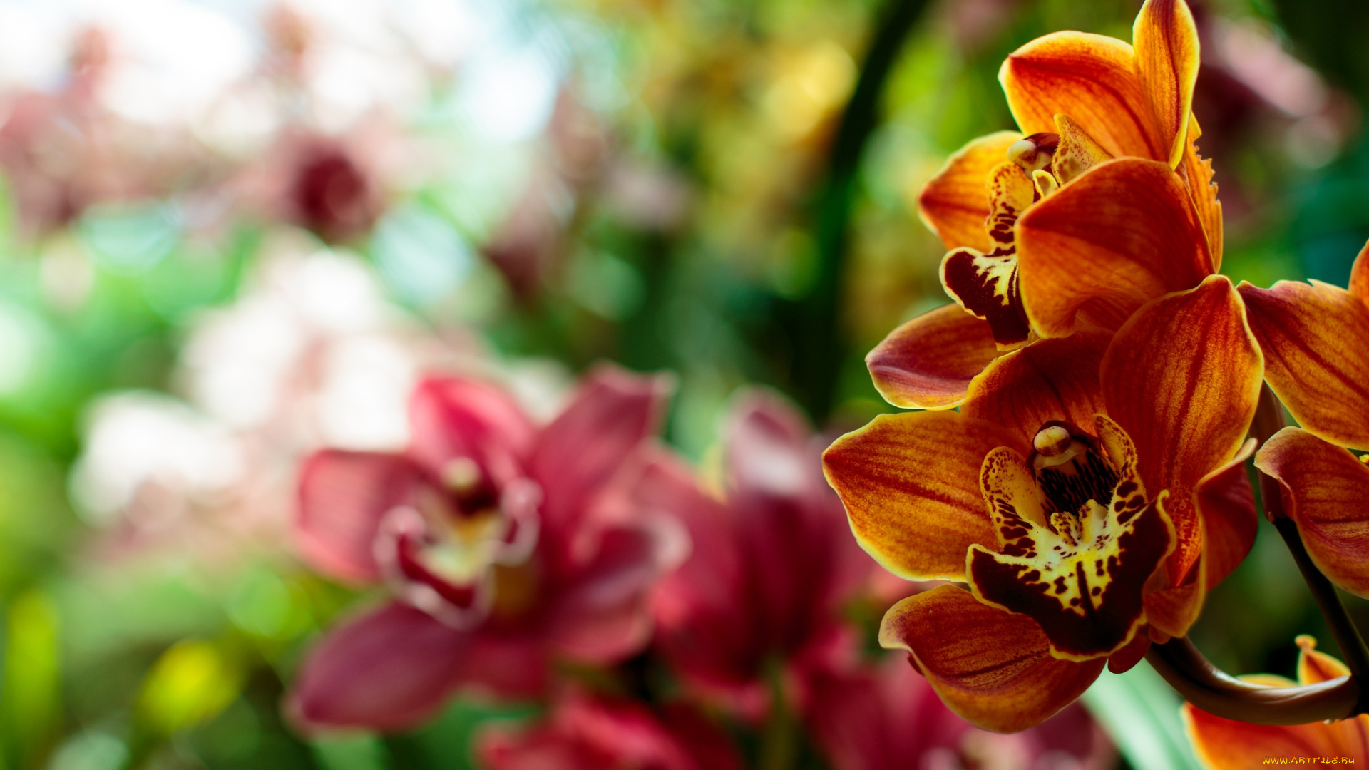 цветы, орхидеи, оранжевый