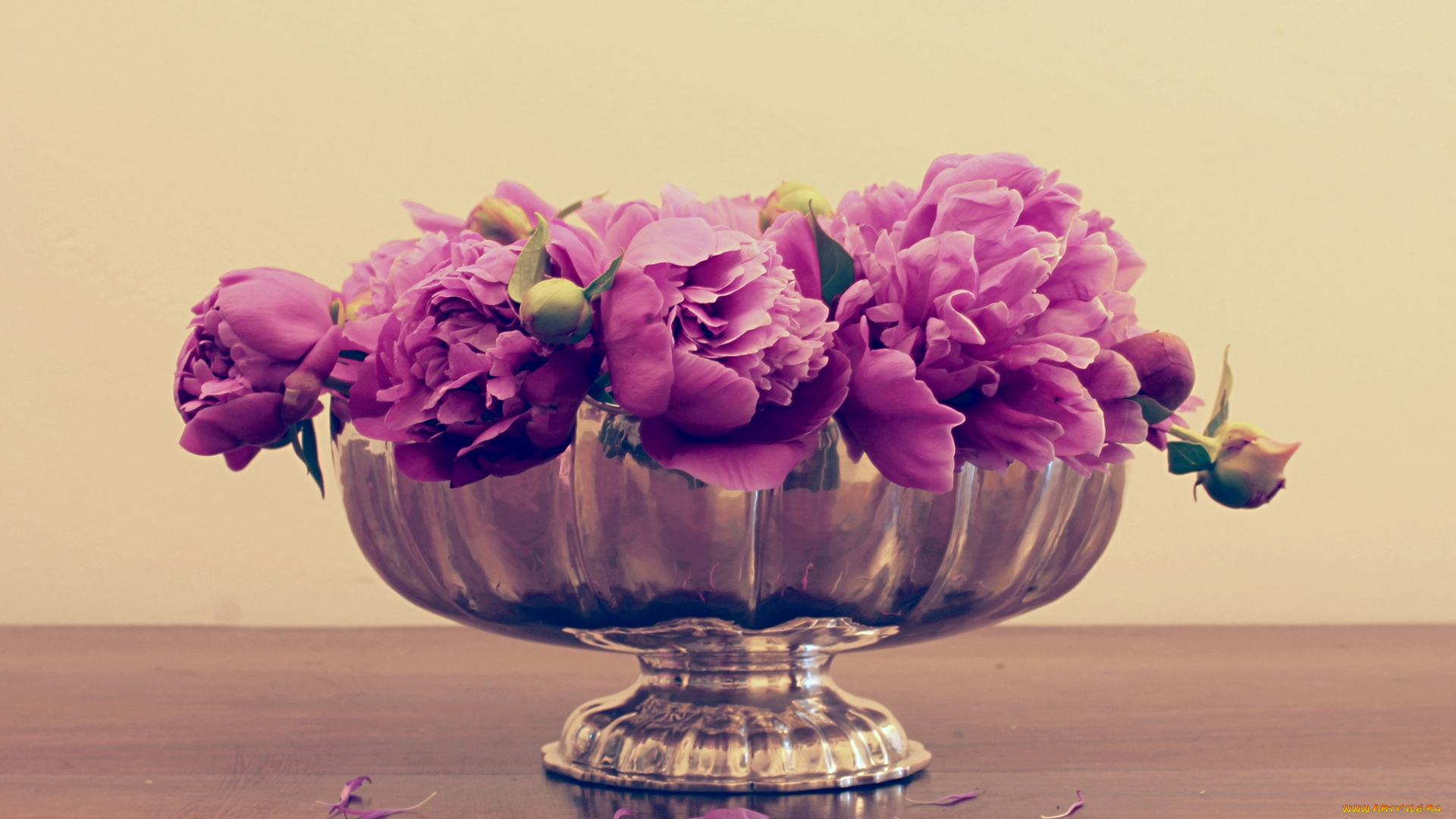 цветы, пионы, розовый, ваза