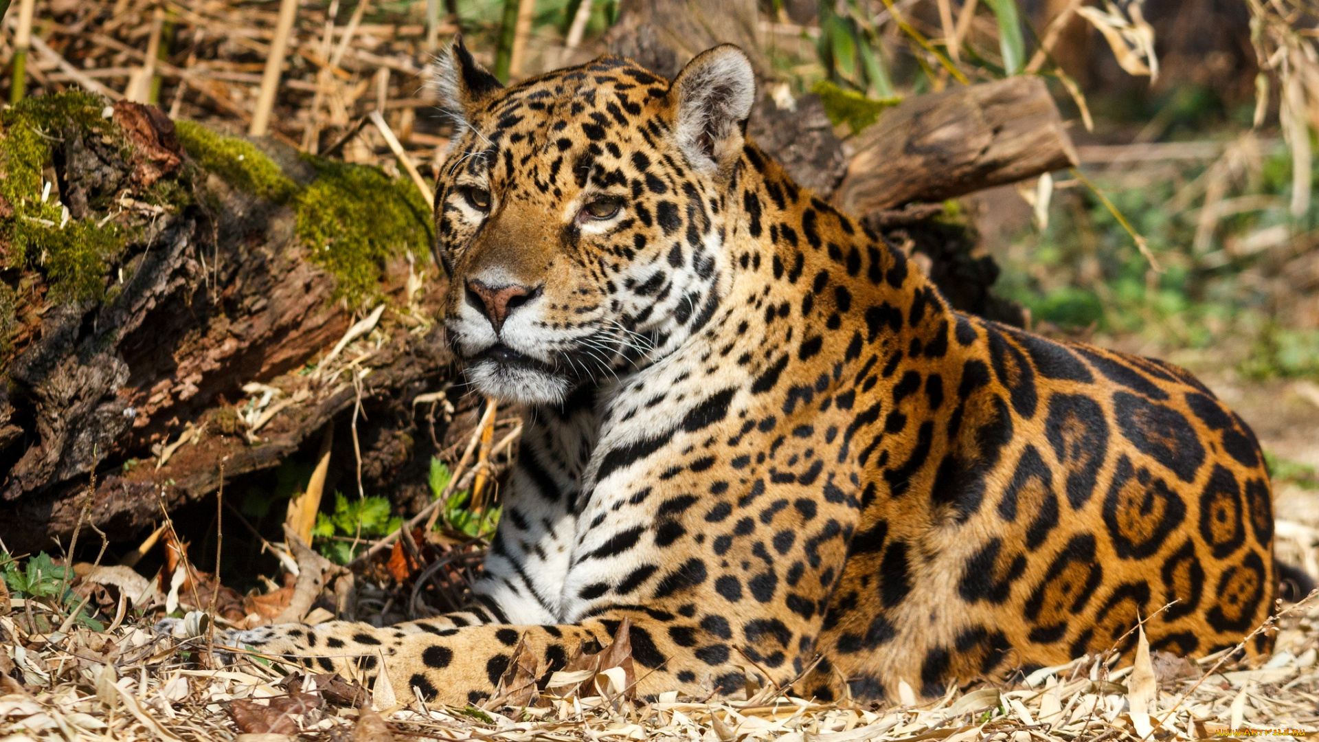 природа животные ягуар nature animals Jaguar без смс