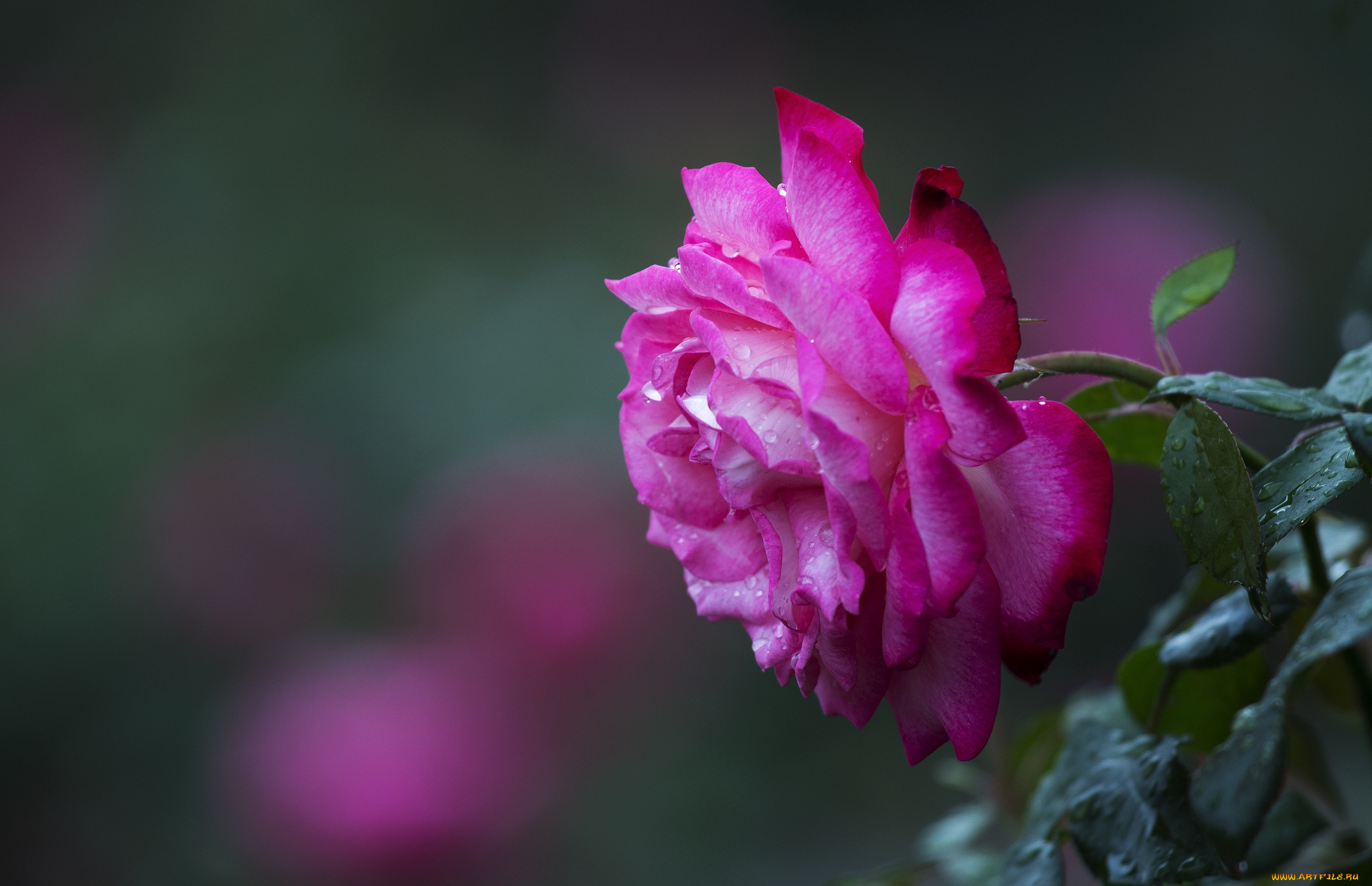 цветы, розы, розовый, профиль