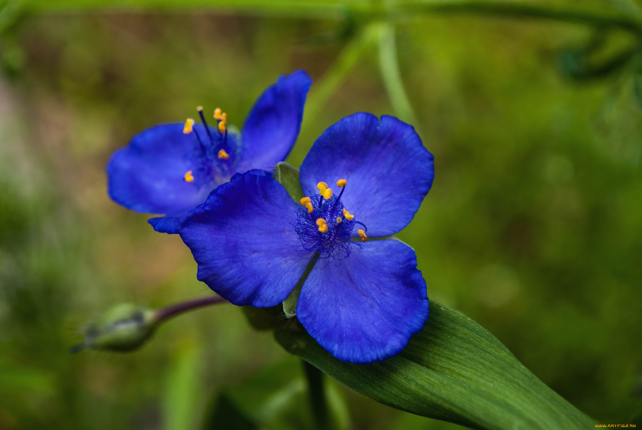цветы, традесканции, синий, трилистник