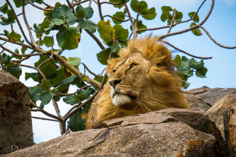Картинка животные львы царь грива
