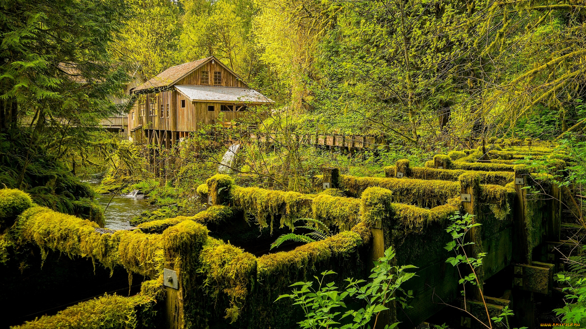 cedar, creek, grist, mill, , washington, state, разное, мельницы, лес, мельница