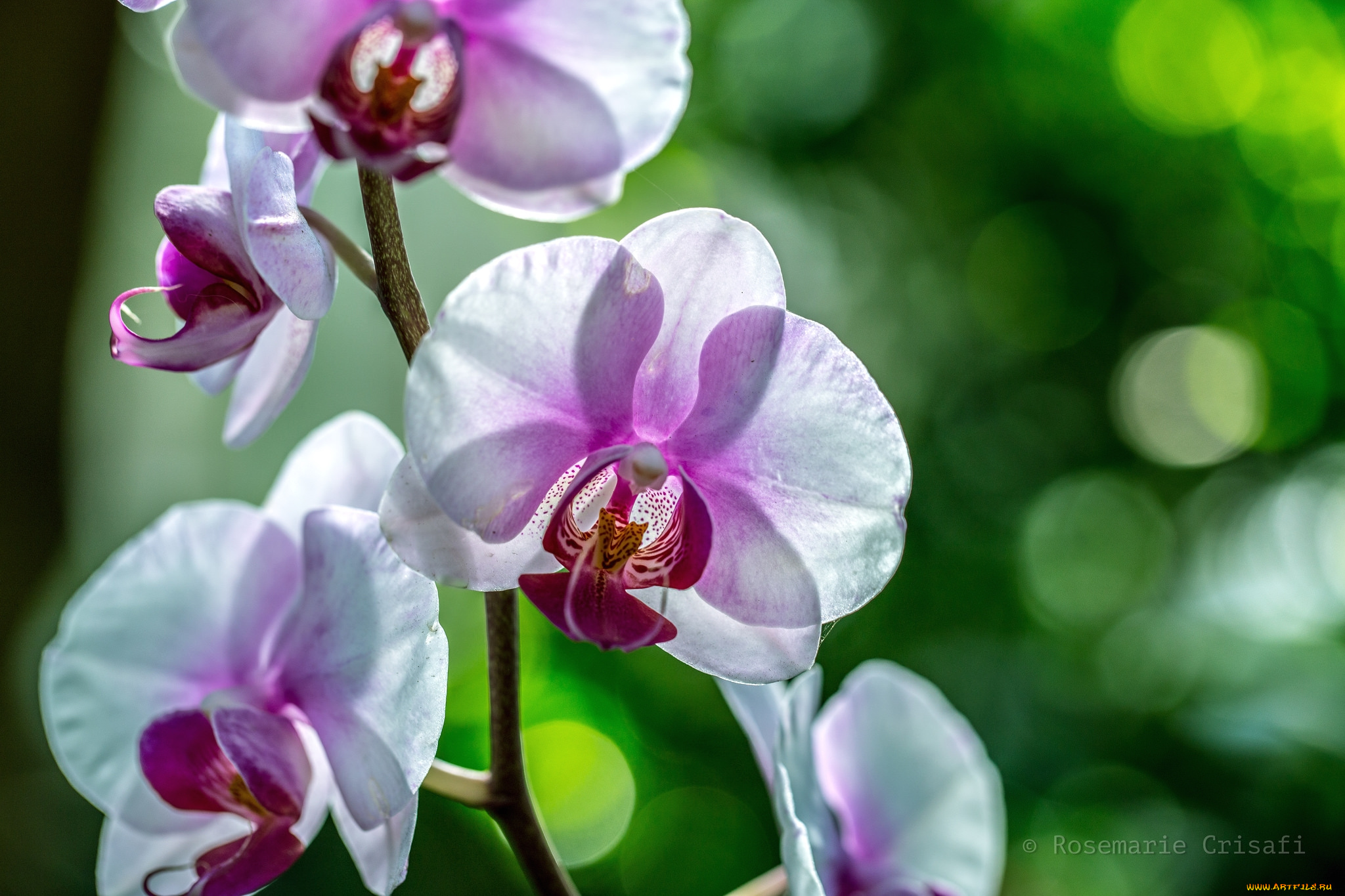 цветы, орхидеи, ветка