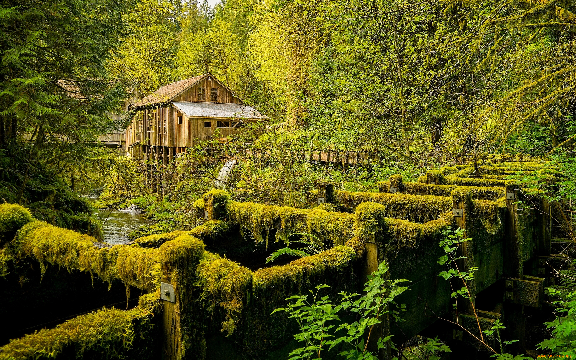 cedar, creek, grist, mill, , washington, state, разное, мельницы, лес, мельница