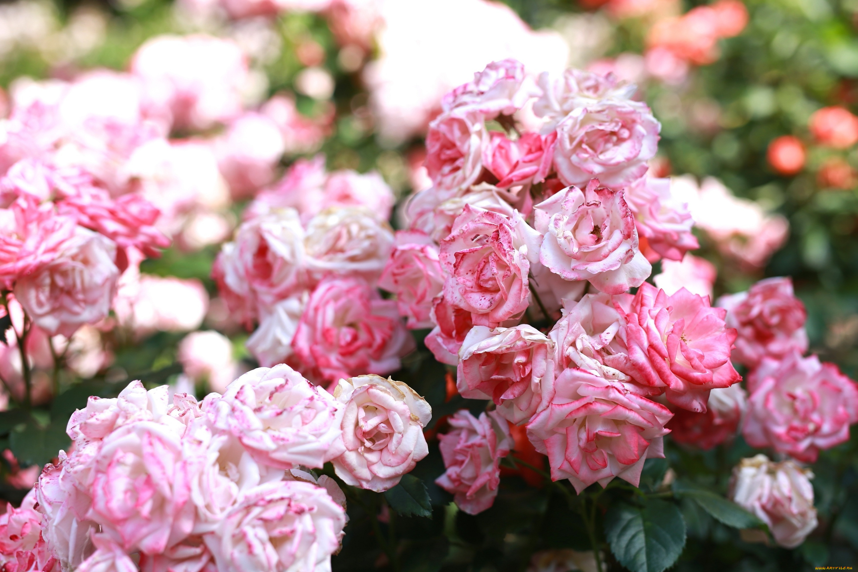 цветы, розы, лепестки, розовый