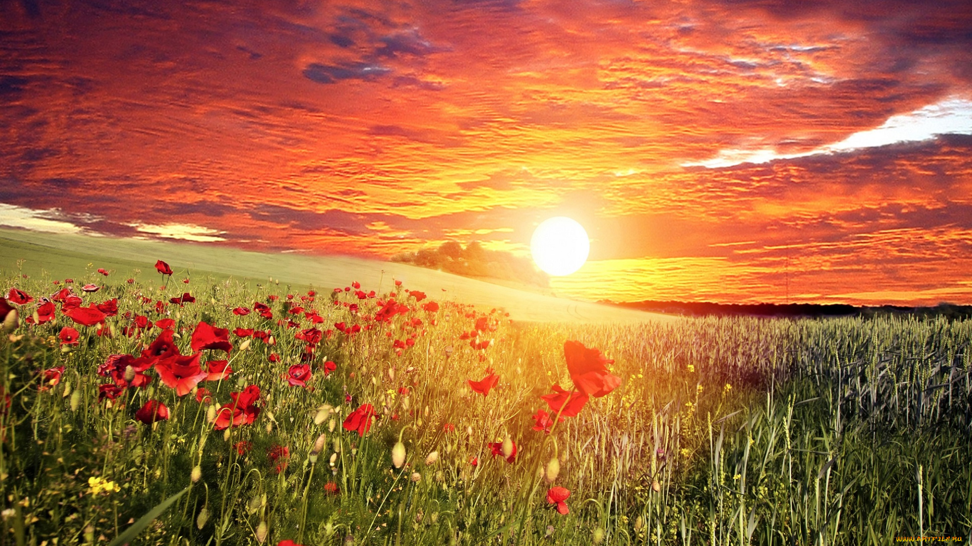 цветы, маки, закат, облака, небо, солнце, красные, поле, трава