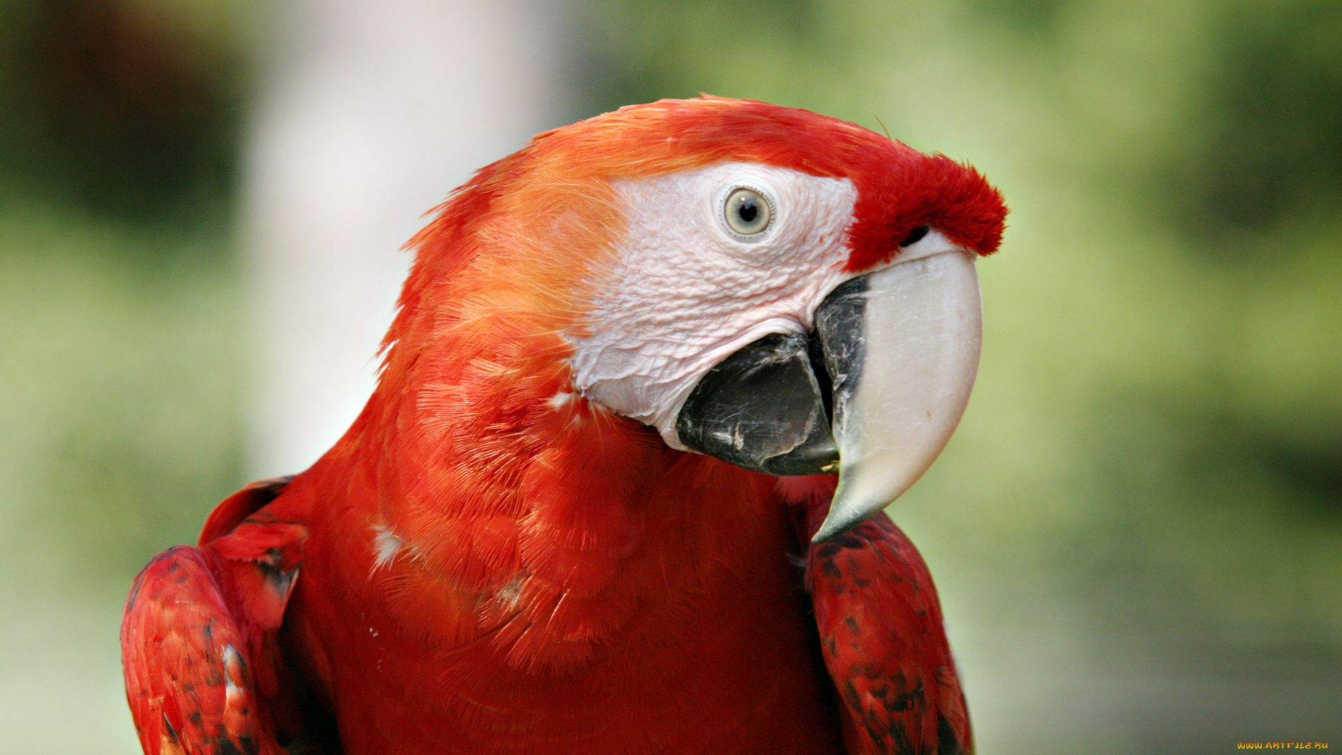Попугай ара красный бесплатно