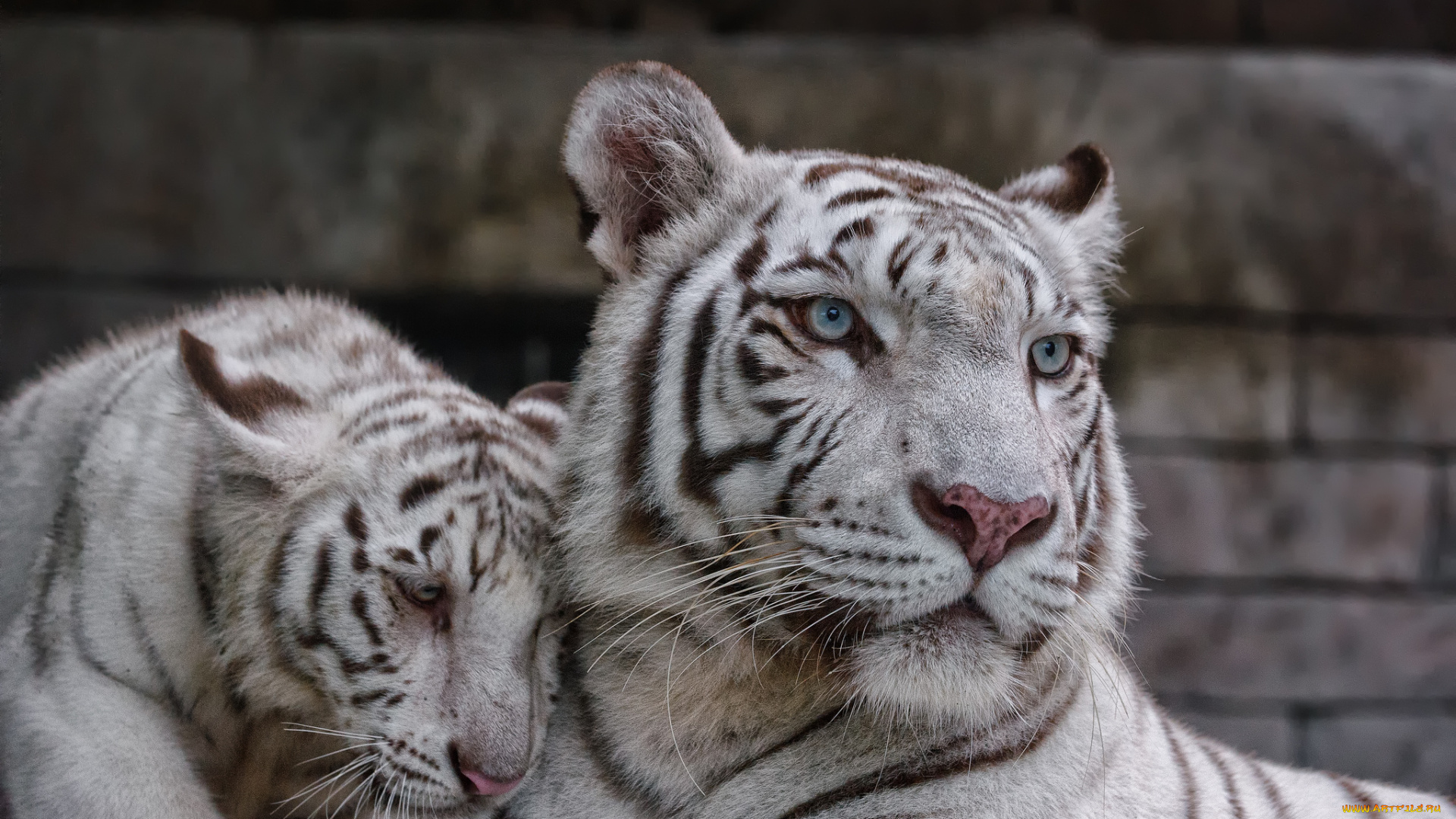 животные, тигры, пара, котёнок, тигрица, тигрёнок, кошка, белый, тигр