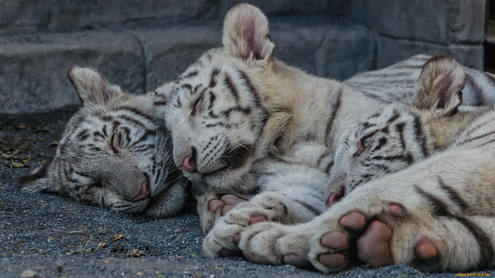 животные, тигры, сон, отдых, белый, тигр, кошка, тигрята, тигрёнок, котята, детёныши, троица