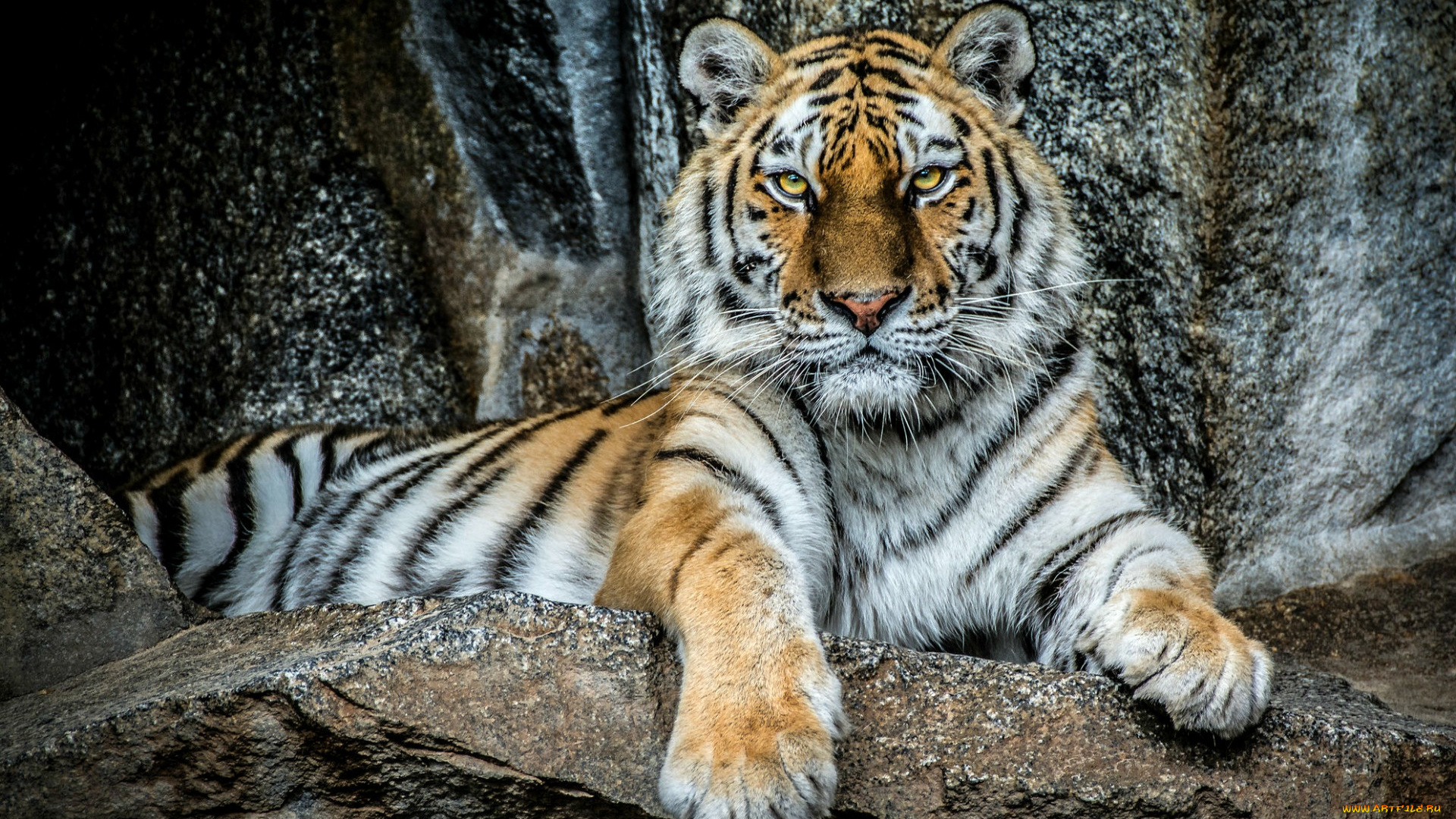 животные, тигры, тигр, красавец, портрет, хищник, взгляд, сила, величие, камни