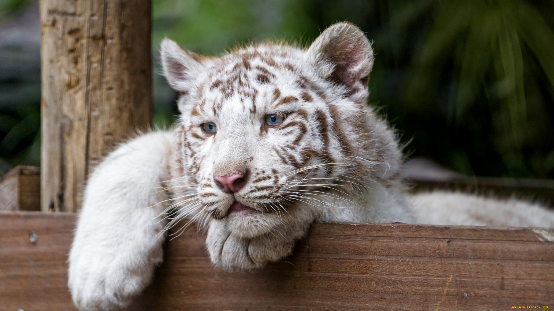 животные, тигры, тигрёнок, кошка, белый, тигр, голубые, глаза, взгляд, котёнок