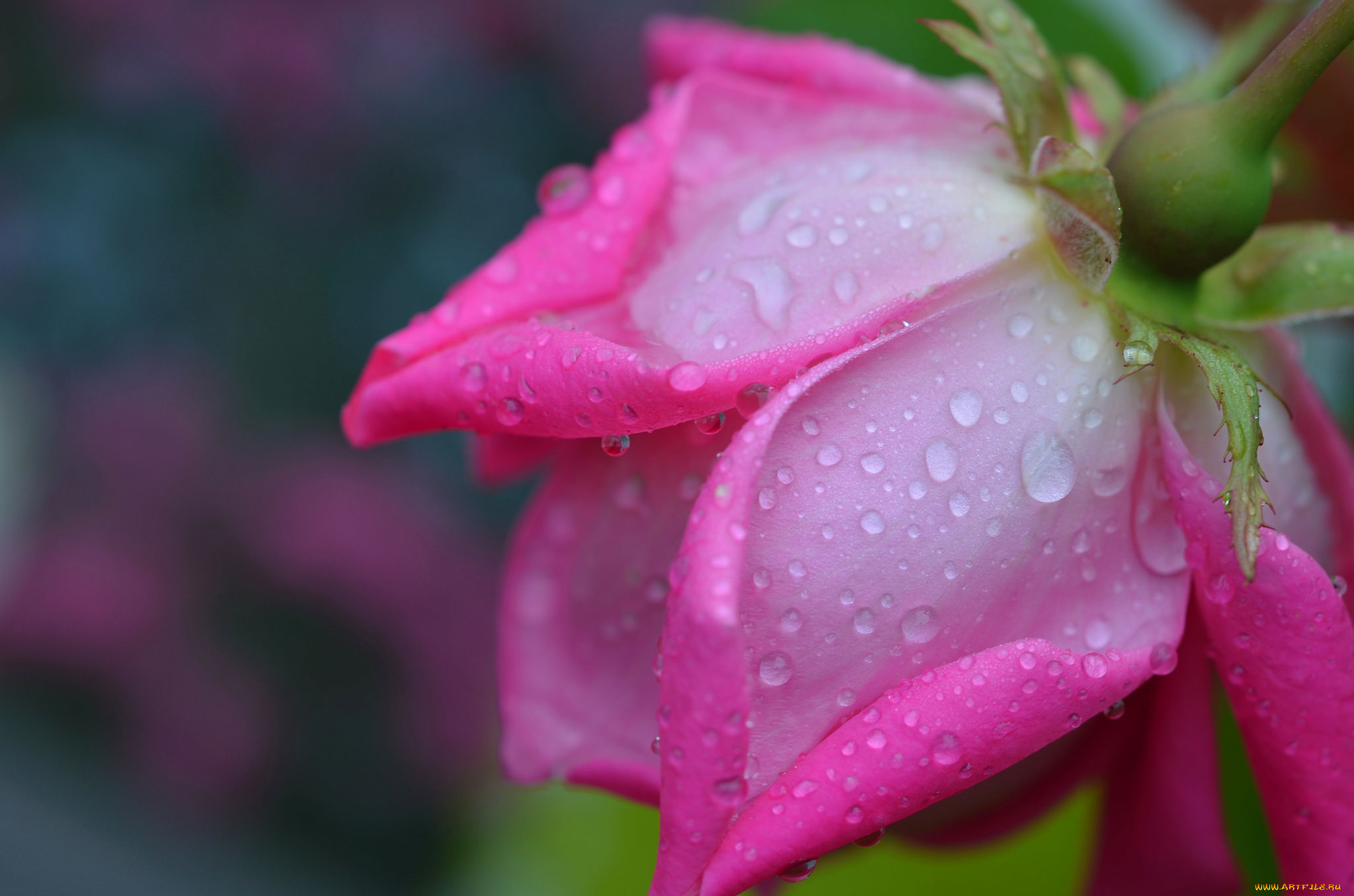 Розовые капли воды. Красивые цветы. Розовые цветы. Цветы Макросъемка. Цветы в росе.