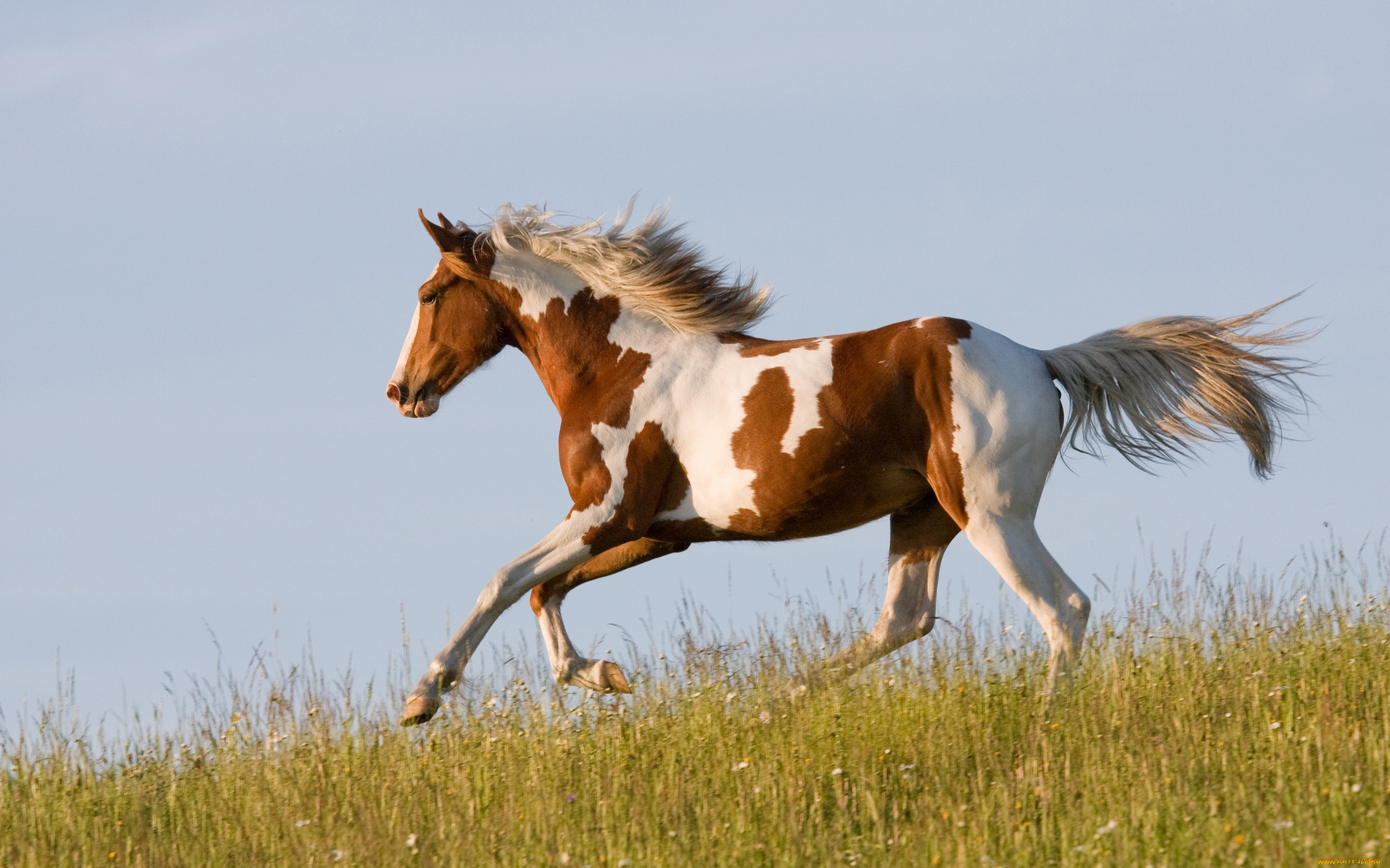 животные, лошади, трава, бег, бежит, конь, лошадь