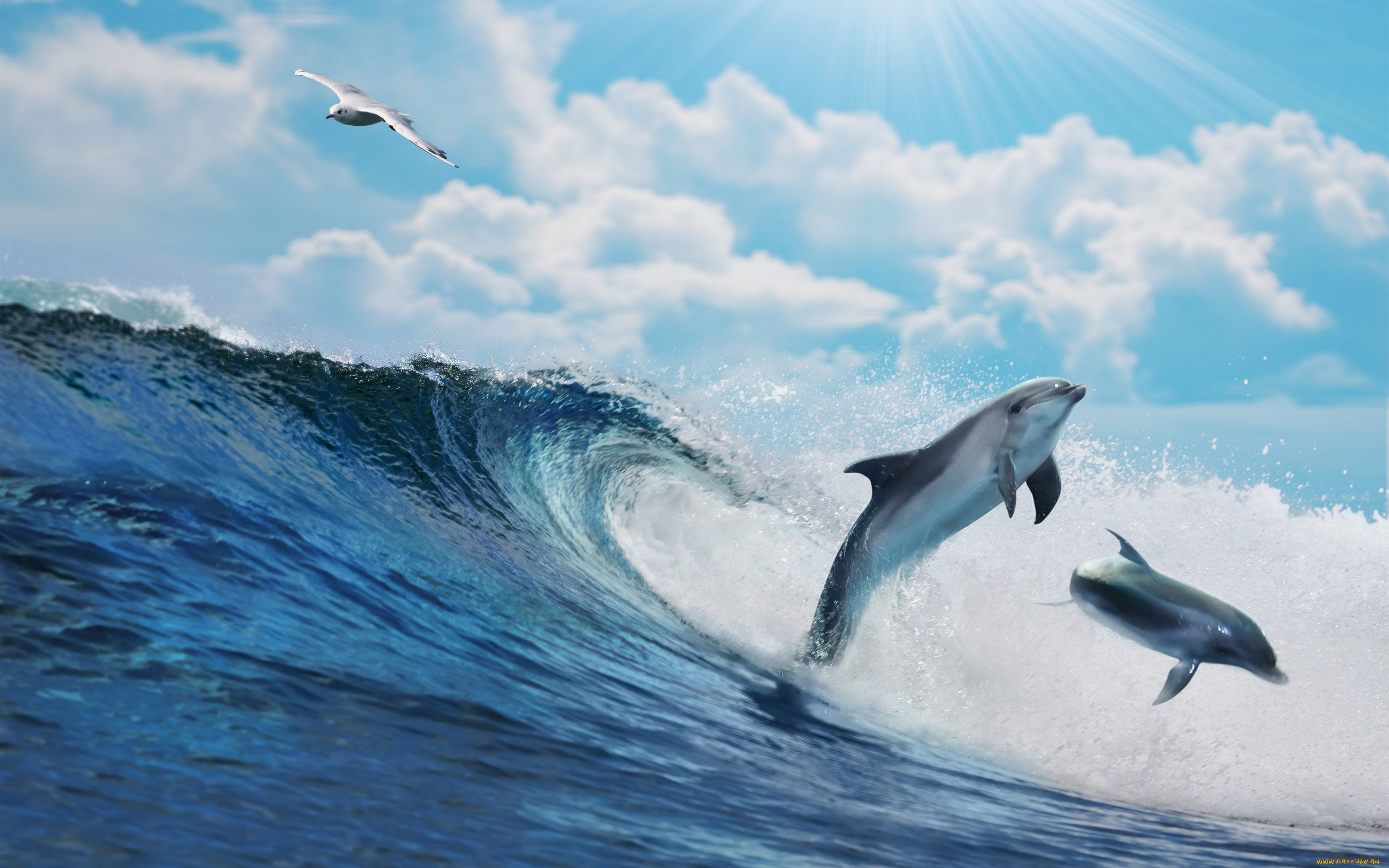 животные, разные, вместе, dolphins, splash, sky, sea, вода, волна, море, океан, blue, wave, ocean
