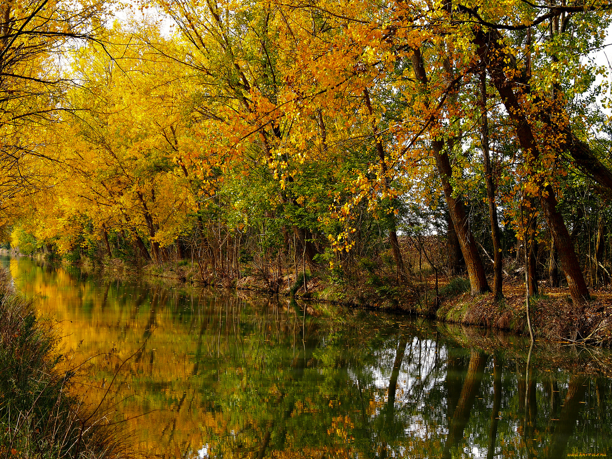 природа, реки, озера, река, лес