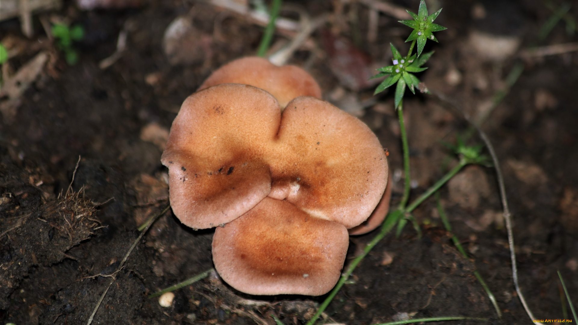 природа, грибы, оранжевые