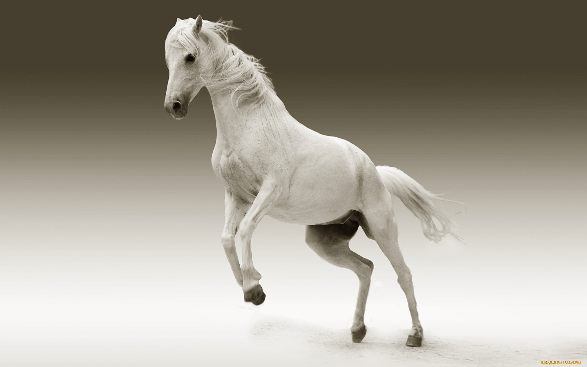 животные, лошади, конь, белый