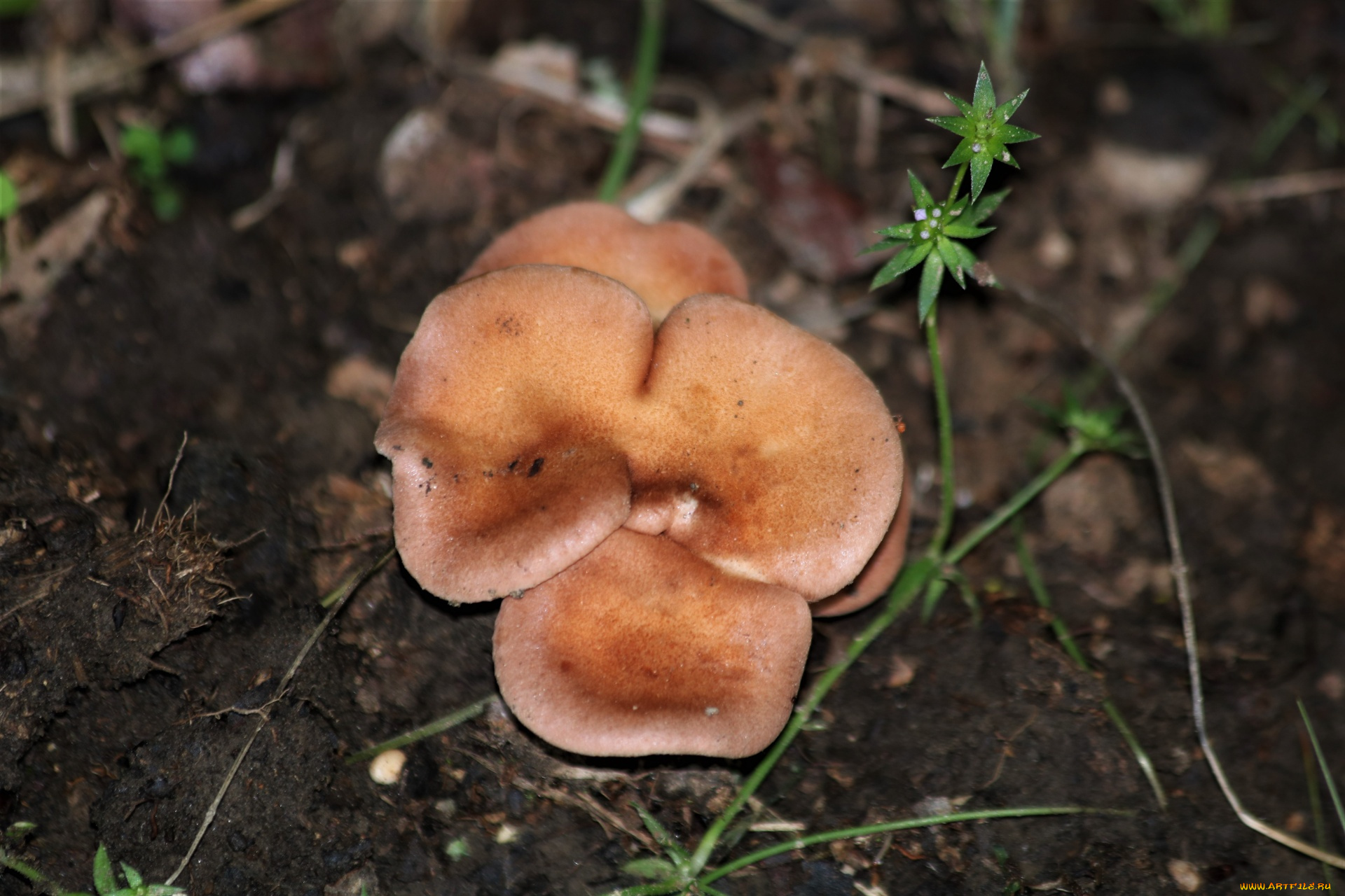 природа, грибы, оранжевые