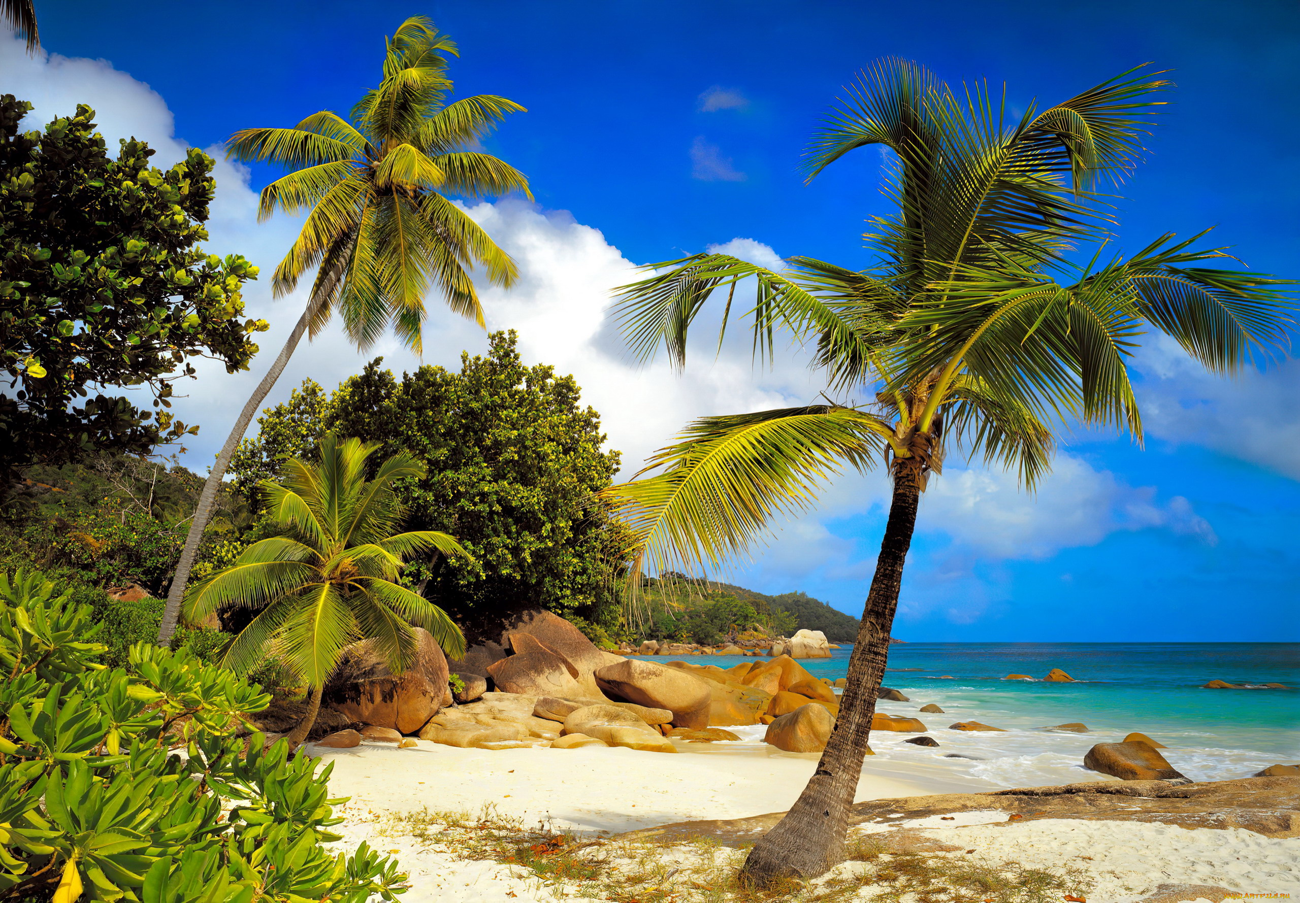 seychelles, природа, тропики