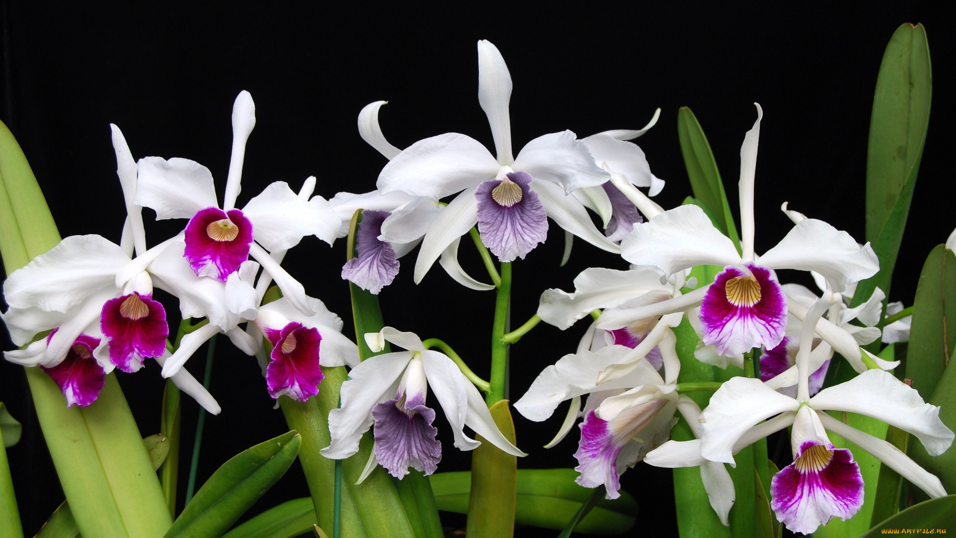 цветы, орхидеи, белый, много