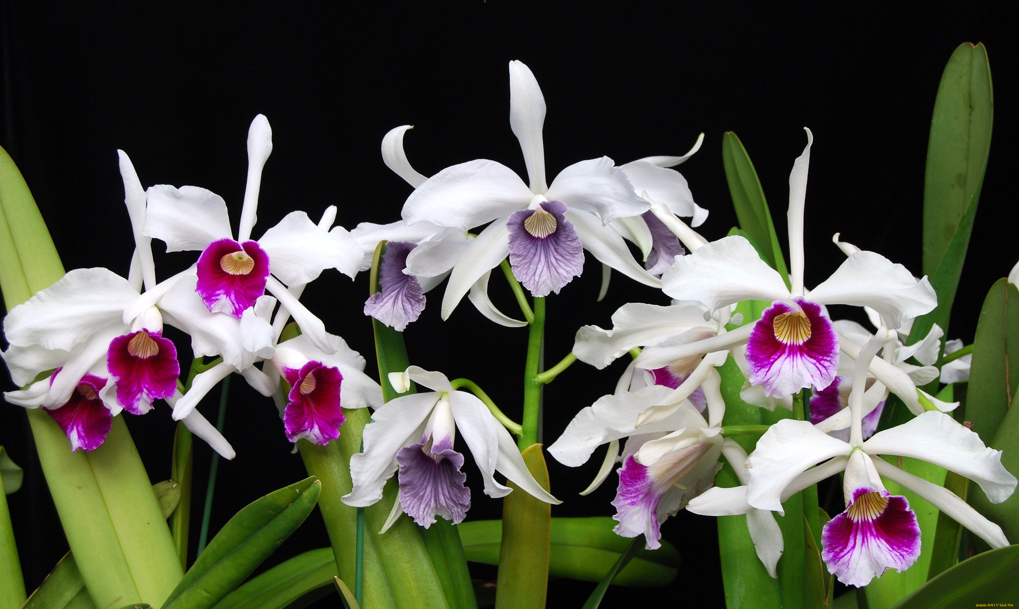 цветы, орхидеи, белый, много
