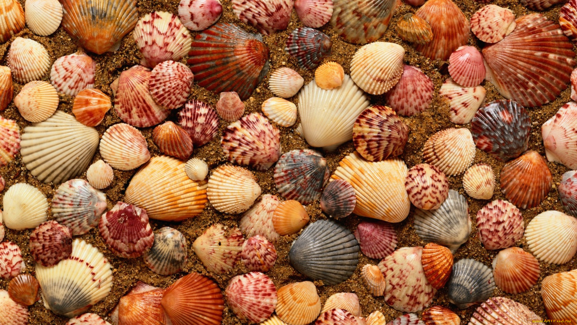 разное, ракушки, кораллы, декоративные, spa, камни, песок