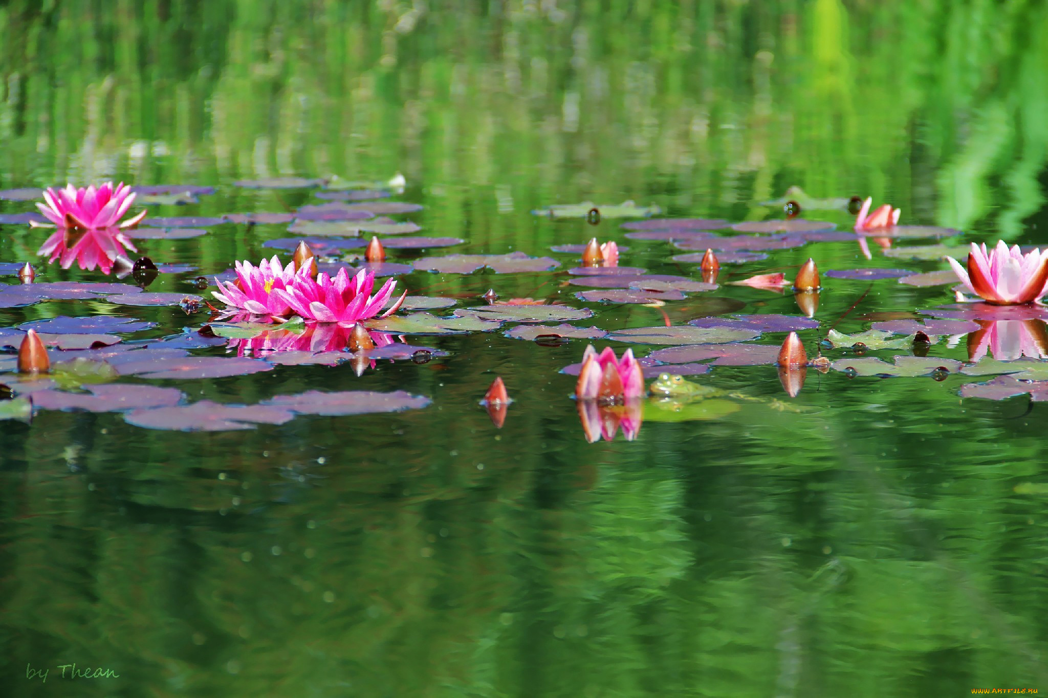 Вода цветы красиво. Нимфея понтедерия. Кувшинка Nymphaea Fabiola. Розовая Болотная кувшинка. Озеро Селигер кувшинки.