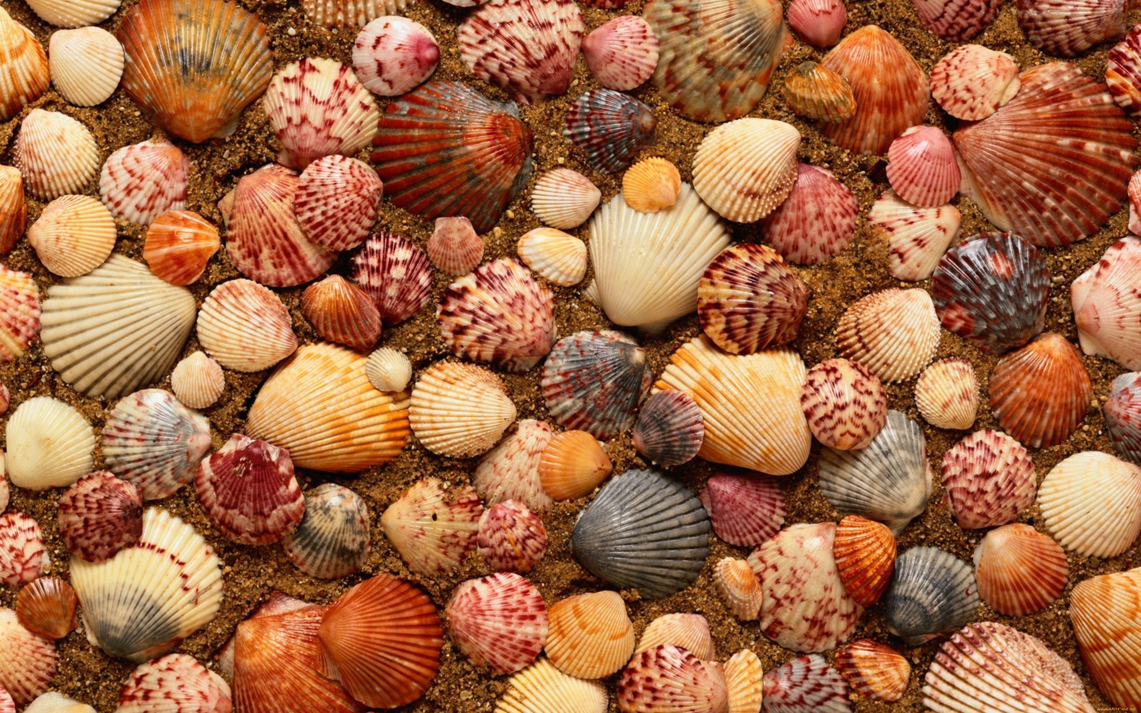 разное, ракушки, кораллы, декоративные, spa, камни, песок