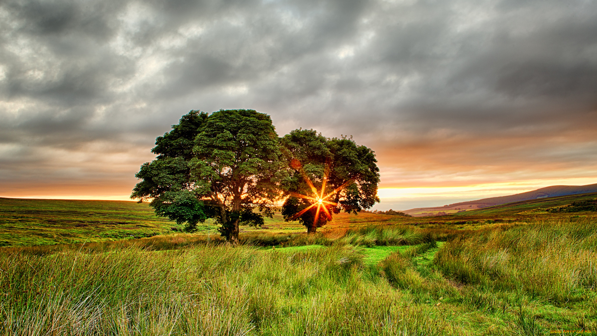 природа, деревья, ирландия, поле, закат, солнце, два, лучи, лето